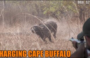 Facing a Double Cape Buffalo Charge – Tanzania