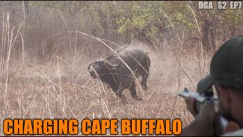 Facing a Double Cape Buffalo Charge – Tanzania