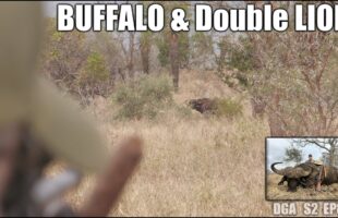 Hunting Cape Buffalo and Lion