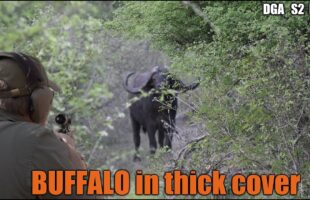 Hunting Cape Buffalo in the thick stuff