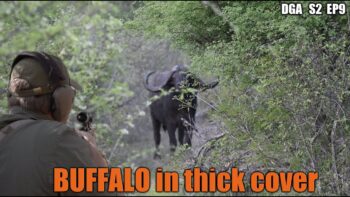 Hunting Cape Buffalo in the thick stuff